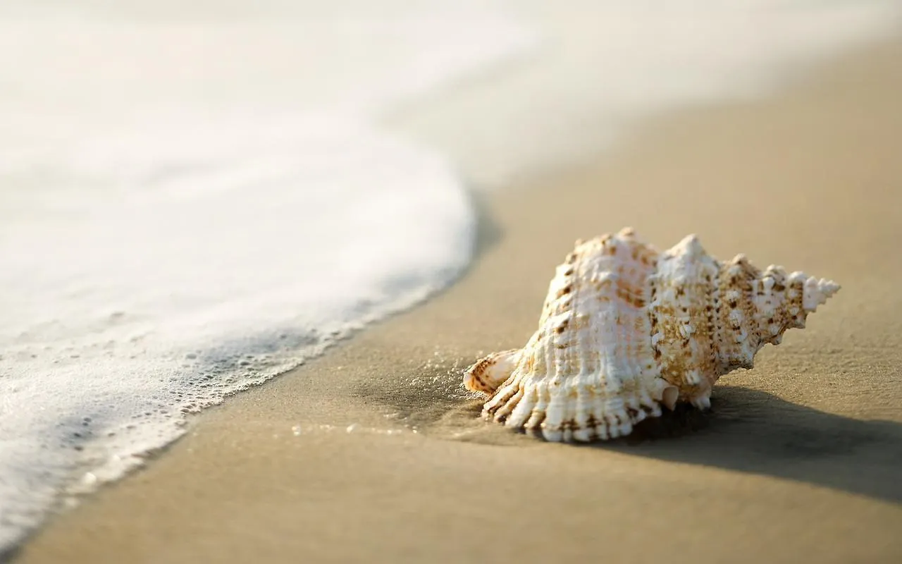 White Shell Beach House Kannur India